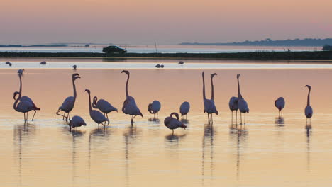 Flamingos-Fressen-In-Einem-Barriereteich-Und-Machen-Balz,-Während-Ein-Auto-Dahinter-Fährt